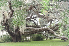 Southern Live Oak