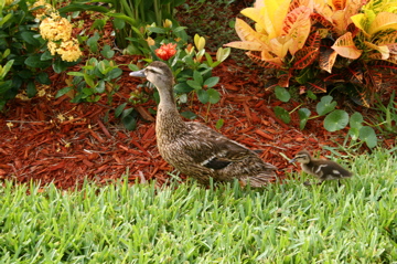 Ducks IMG_2495.JPG