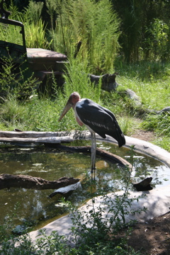 White Trash Stork IMG_2532.JPG